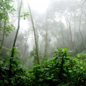 Forest Rain Meditation