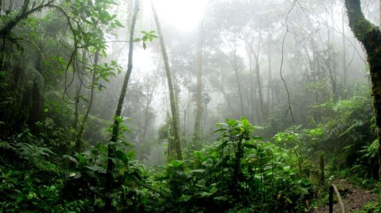 Forest Rain Meditation